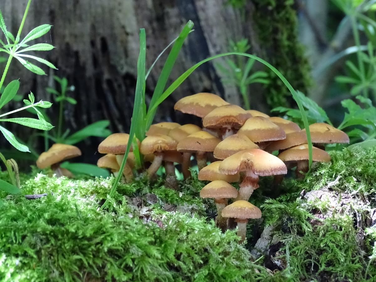 Der Florenberg - Gipfel Fuer Geniesser Kuenzell Exteriör bild